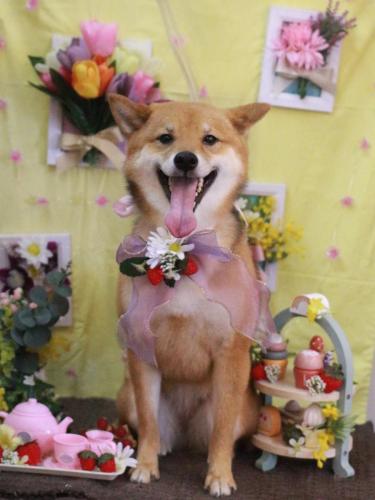 20230315リンちゃん